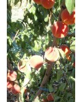 Персик домашній Т-5 Топ Світ (пізній) | Персик домашний Т-5 Топ Свит (поздний) | Prunus persica Top Sweet
